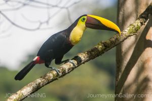 Josh Manring Photographer Decor Wall Art -  Costa Rica Birds -3.jpg